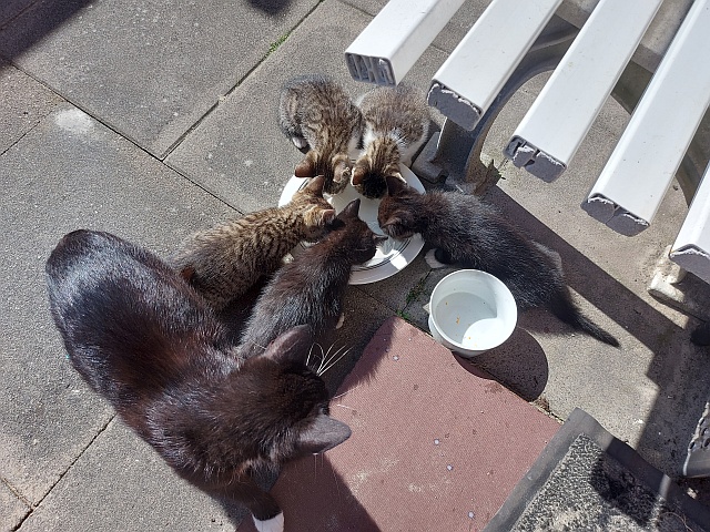 ../images/fotoalbum/katzen/2025-06-30 17.16.13